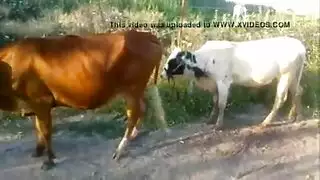 فتشية الوحشية: حركة حيوانات مزرعة خام