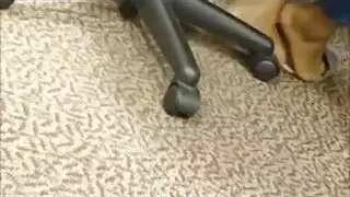 قضيب أسود عملاق يضرب قدميها وفتحتها الضيقة