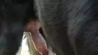 نيك حيواني: كلب هائج يأخذ كس الفتاة بقوة