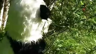 إباحية الحياة البرية: وطء متوحش وقذف داخلي